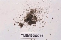 藏品(鳳尾苔屬)的圖片